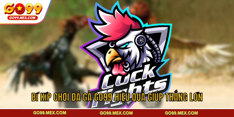 Bí kíp chơi đá gà GO99 hiệu quả giúp thắng lớn