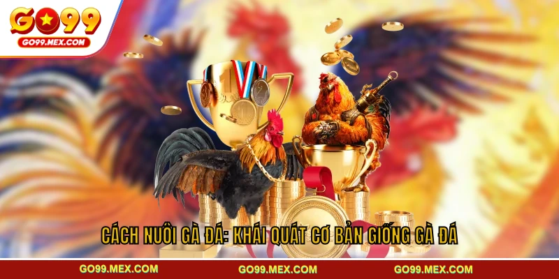 Cách nuôi gà đá: Khái quát cơ bản giống gà đá