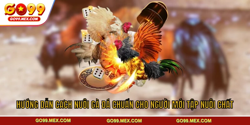 Hướng Dẫn Cách Nuôi Gà Đá Chuẩn Cho Người Mới Tập Nuôi Chất