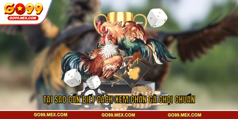 Tại sao cần biết cách xem chân gà chọi chuẩn